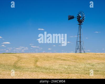 USA, Washington State, Palouse. Tall windmill in a field of wheat in summer. Stock Photo