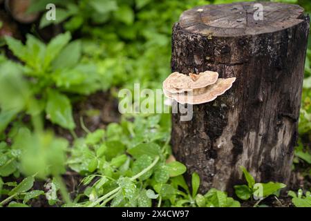 Fungus growing on decaying tree trunk Stock Photo