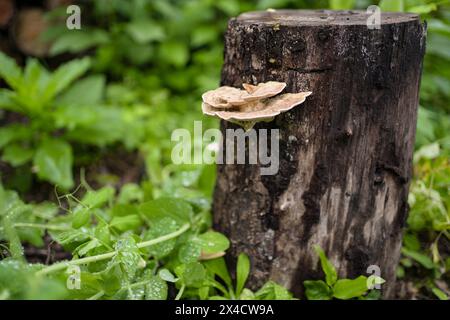 Fungus growing on decaying tree trunk Stock Photo