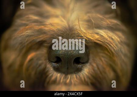 A close-up shot captures the curiosity of a dog's wet nose, revealing intricate details and reflections in the puddle. Stock Photo