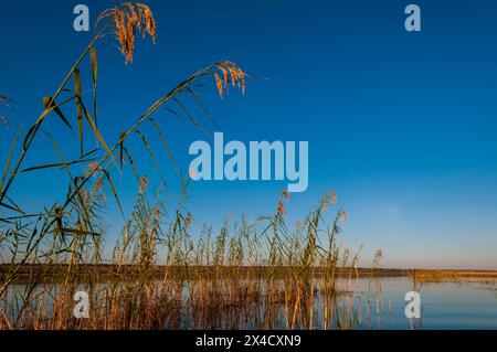 Reeds growing in the Chobe River, Chobe National Park, Kasane, Botswana. Stock Photo