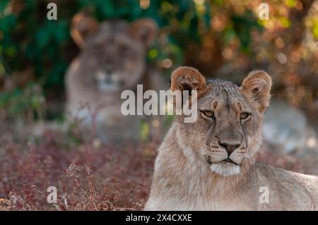 Portrait of a pair of resting lions, Panthera leo. Mashatu Game Reserve ...