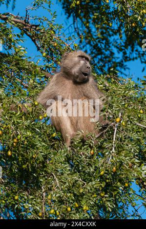 A chacma baboon, Papio ursinus, sitting in a tree top. Mashatu Game Reserve, Botswana. Stock Photo