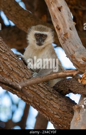 A vervet monkey, Cercopithecus aethiops, sitting on a tree branch. Chobe National Park, Botswana. Stock Photo