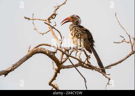 A southern red-billed hornbill, Tockus Erythrorhynchus, perching on a tree branch. Chobe National Park, Botswana. Stock Photo