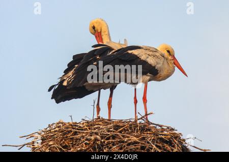 Pair of white storks on their nest in Romania Stock Photo