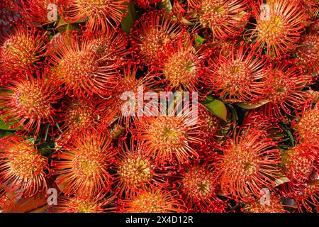 Leucospermum cordifolium. Bright exotic background of ornamental pincushion flowers Stock Photo