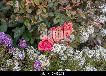 Three red fading roses against a background of other white flowers, a sign of autumn. Still life, close up Stock Photo