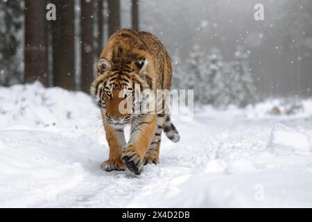 A tiger in the forest enjoys the fresh snow. Stock Photo