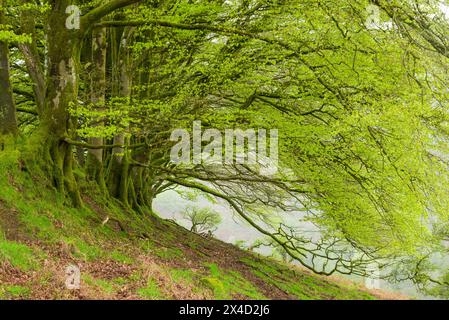 A row of Common Beech trees in early May on Lyncombe Hill near Exford in the Exmoor National Park, Somerset, England. Stock Photo