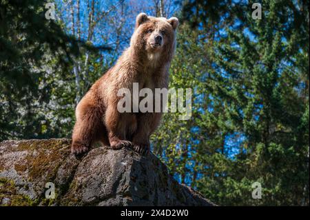 Seattle, Washington, USA. 1st May, 2024. Juniper, an Alaskan Brown Bear, enjoys a spring day in her enclosure at the Woodland Park Zoo. She was rescued as an orphaned cub and now serves as an ambassador for brown bear reintroduction in the North Cascades Mountains of Washington State. (Credit Image: © Shane Srogi/ZUMA Press Wire) Stock Photo
