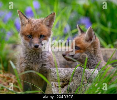 Foxcubs in Bluebells Stock Photo