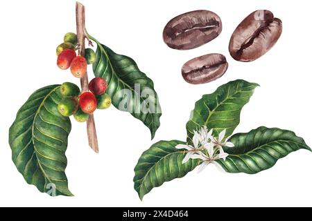 Coffee plant, realistic, watercolor, beans, leaves and flowers, hand drawn, illustration Stock Photo