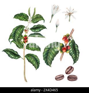 Coffee plant set, realistic, watercolor, beans, leaves and flowers, hand drawn, illustration Stock Photo