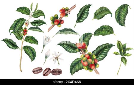 Coffee plant set, realistic, watercolor, beans, leaves and flowers, hand drawn, illustration Stock Photo