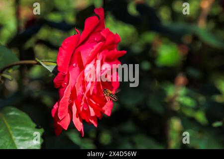beautiful red rose on rose bush with bee flying close to the rose Stock Photo