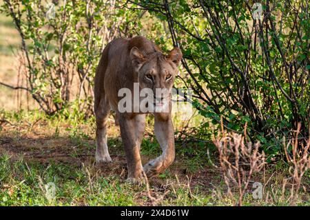 Portrait of a lioness, Panthera leo, walking among shrubs. Samburu National Park, Kenya. Stock Photo
