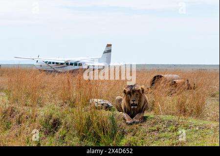 A lion, Panthera leo, known in the Masai Mara as Scarface, sits in tall grass near the Musiara airstrip. Masai Mara National Reserve, Kenya. Stock Photo