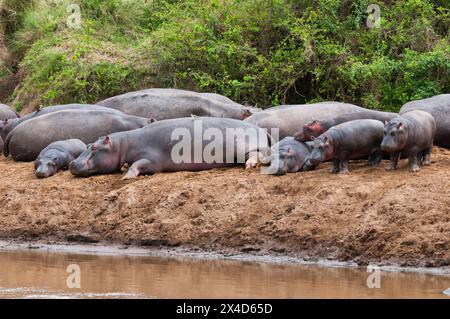 Hippopotamuses, Hippopotamus amphibius, and calves resting on the banks of a pool. Masai Mara National Reserve, Kenya. Stock Photo