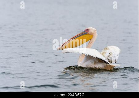 A Great white pelican, Pelecanus onocrotalus, with spread wings swimming on lake. Kenya, Africa. Stock Photo