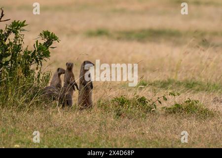 Banded mongooses, Mungos mungo, standing on their hind feet. Masai Mara National Reserve, Kenya, Africa. Stock Photo