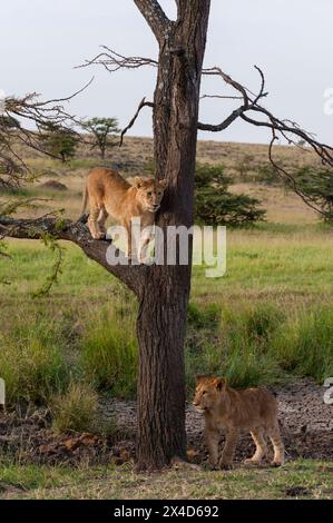Two lion cubs, Panthera leo, one climbing on a tree, the other standing. Masai Mara National Reserve, Kenya, Africa. Stock Photo
