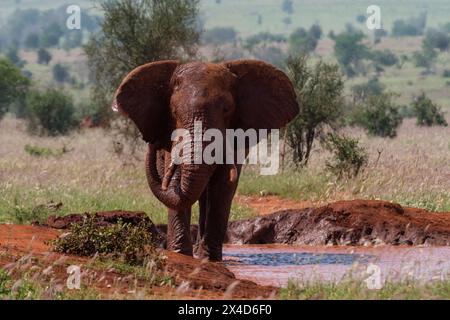 An African elephant, Loxodonta Africana, taking a mud bath. Voi, Tsavo, Kenya Stock Photo