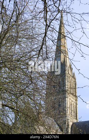 Beautiful Spire of the Salisbury Cathedral and tree in the foreground Stock Photo