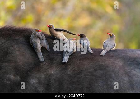 Red-billed oxpeckers, Buphagus Erythrorhynchus, sitting on the back of an African buffalo, Syncerus caffer. Mala Mala Game Reserve, South Africa. Stock Photo