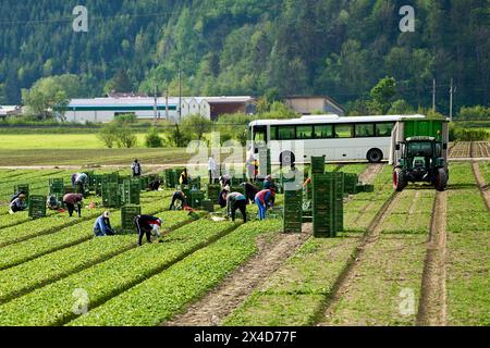 Innsbruck, Austria - May 1, 2024: Harvest workers who were brought to the agricultural field by bus while harvesting fruit or vegetables in a field. Seasonal workers packing harvested produce into green boxes next to a tractor *** Erntehelfer die mit einem Bus zum landwirtschaftlichen Feld gebracht wurden bei der Ernte von Obst oder Gemüse auf einem Acker. Saisonarbeiter packen geerntetes in grüne Kisten neben einem Traktor Stock Photo