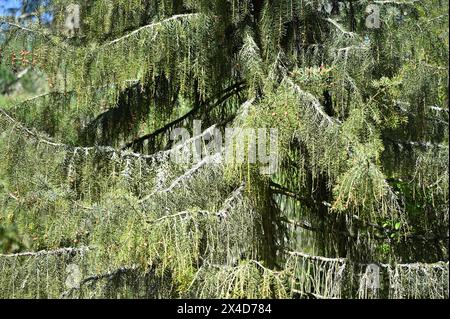 Young Picea breweriana or Brewer's Weeping Spruce tree UK April Stock Photo