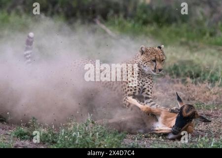 A young cheetah, Acinonyx jubatus, hunting a blue wildebeest calf, Connochaetes taurinus. Ndutu, Ngorongoro Conservation Area, Tanzania Stock Photo