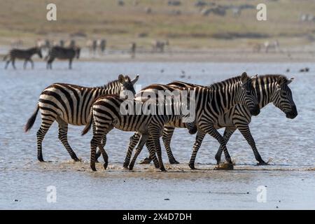 Burchell's Zebras, Equus Quagga Burchellii, walking in the Hidden Valley lake. Ndutu, Ngorongoro Conservation Area, Tanzania. Stock Photo