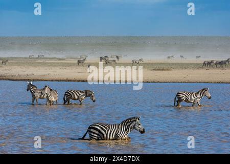 Burchell's Zebra, Equus Quagga Burchellii, walking in the Hidden Valley lake. Ndutu, Ngorongoro Conservation Area, Tanzania. Stock Photo