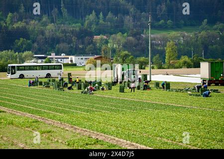 Innsbruck, Austria - May 1, 2024: Harvest workers who were brought to the agricultural field by bus while harvesting fruit or vegetables in a field. Seasonal workers packing harvested produce into green boxes next to a tractor *** Erntehelfer die mit einem Bus zum landwirtschaftlichen Feld gebracht wurden bei der Ernte von Obst oder Gemüse auf einem Acker. Saisonarbeiter packen geerntetes in grüne Kisten neben einem Traktor Stock Photo