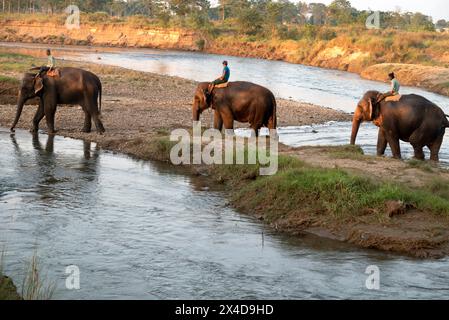 Asia, Nepal, Sauraha. Caretakers taking rescued non-working Asian elephants across the Budhi Rapti River. (Editorial Use Only) Stock Photo