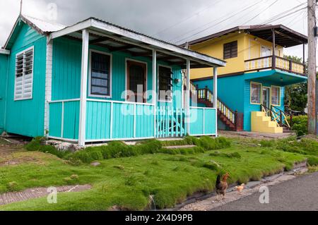 Chickens walk in the street past brightly painted houses in Charlestown, Nevis Island, West Indies. (Editorial Use Only) Stock Photo