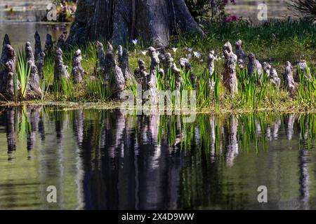 Cypress knees stand at edge of swamp water in Cypress Gardens in Moncks Corner, South Carolina. Stock Photo