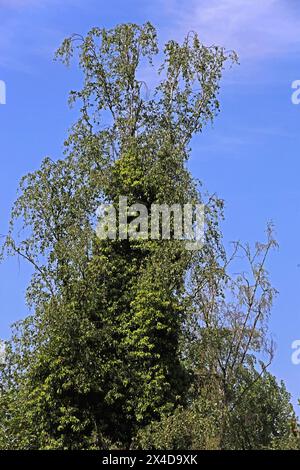 Die Risiken des Efeu an Bumen BEARBEITET: Der gewhnliche Efeu umwindet  Bume bis in groe Hhen *** The risks of ivy on trees WORKED The common  ivy entwines trees up to great