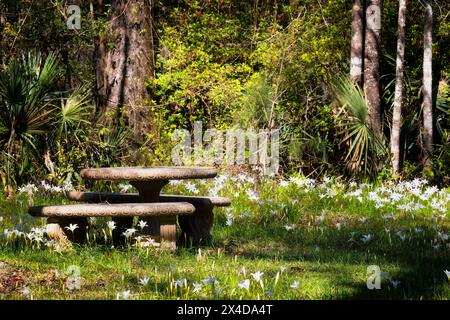 A stone picnic table and benches sits amongst a group of blooming spring white lilies in the Cypress Gardens in Moncks Corner, South Carolina. Stock Photo