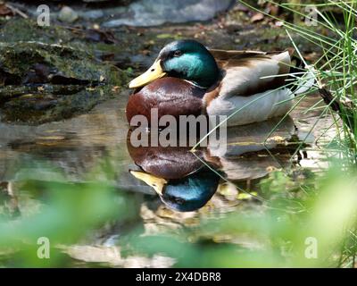 Mallard, wild duck, Stockente, Canard colvert, Anas platyrhynchos, tőkés réce, Hungary, Magyarország, Europe Stock Photo