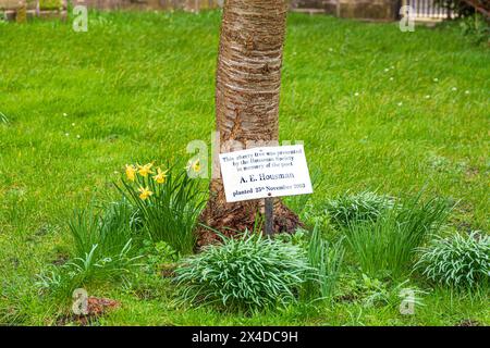 A cherry tree planted as a memorial to the poet A E Housman beside St Laurences church in the medieval market town of Ludlow, Shropshire, England UK Stock Photo