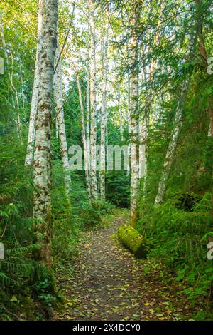 Canada, British Columbia, Calvert Island. Mist and fog shroud water and ...