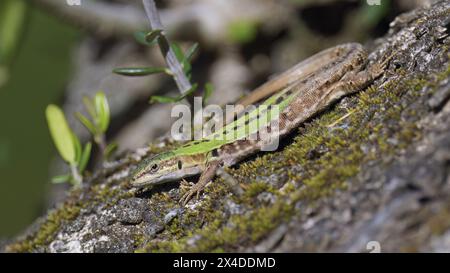 common lizard warms itself in the sun on the trunk of an olive tree, Podarcis muralis, lacertidae Stock Photo