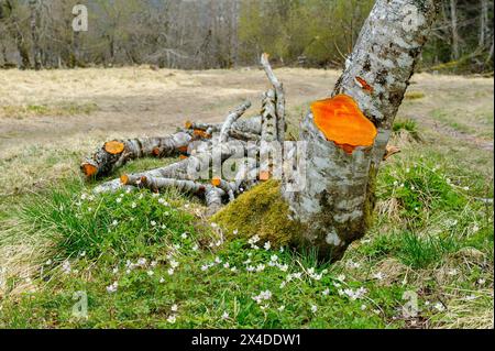 Freshly cut tree with vibrant orange saw cuts lying on a mossy forest floor, dotted with white wildflowers. Stock Photo