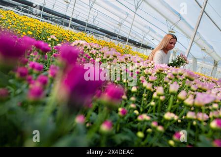 A Colombian farm worker collects chrysanthemum flowers at a cut flower farm in Rionegro, Colombia, on March 16, 2024. Stock Photo