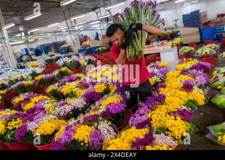 A Colombian farm worker carries bouquets of flowers in the processing plant at a cut flower farm in Rionegro, Colombia, on March 15, 2024. Stock Photo