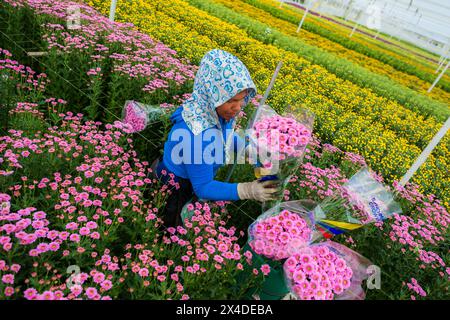 A Colombian farm worker carries bouquets of chrysanthemum flowers at a cut flower farm in Rionegro, Colombia, on March 16, 2024. Stock Photo