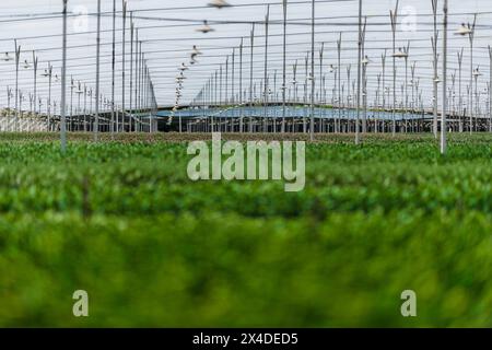 Fields of unbloomed flowers are seen growing in the greenhouse in a cut flower farm in Rionegro, Colombia, on March 15, 2024. Stock Photo