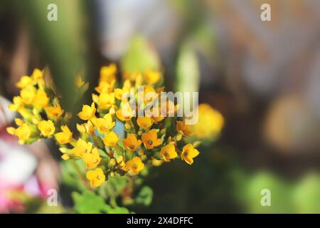 Blossom houseplant yellow kalanchoe in balcony, Selective focus on some yellow flower. Stock Photo